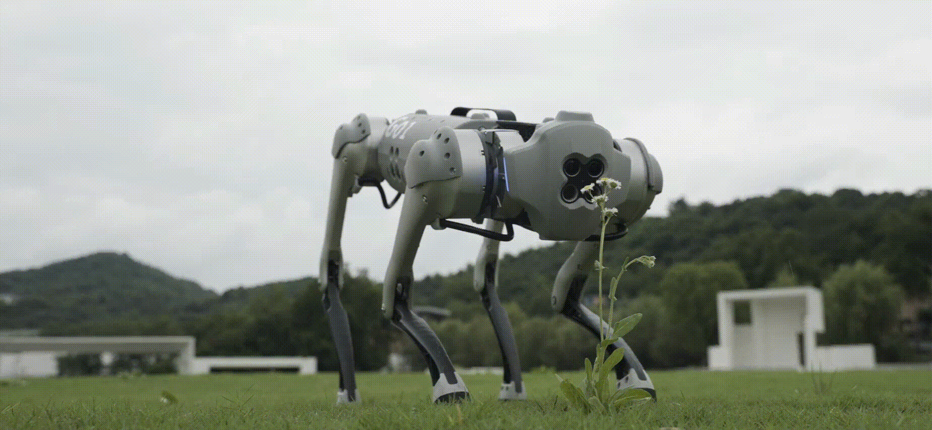 Companerorobot